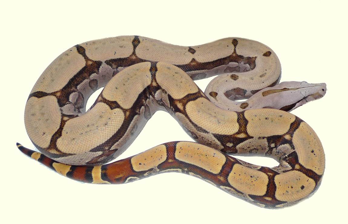 Boa c. amarali Nachzuchten – Boa constrictor Verkauf | Sale