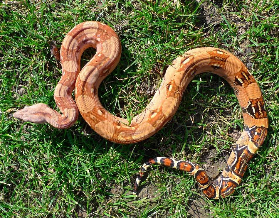 Boa c. imperator Kolumbien Hyperpastell Nachzuchten – Boa constrictor